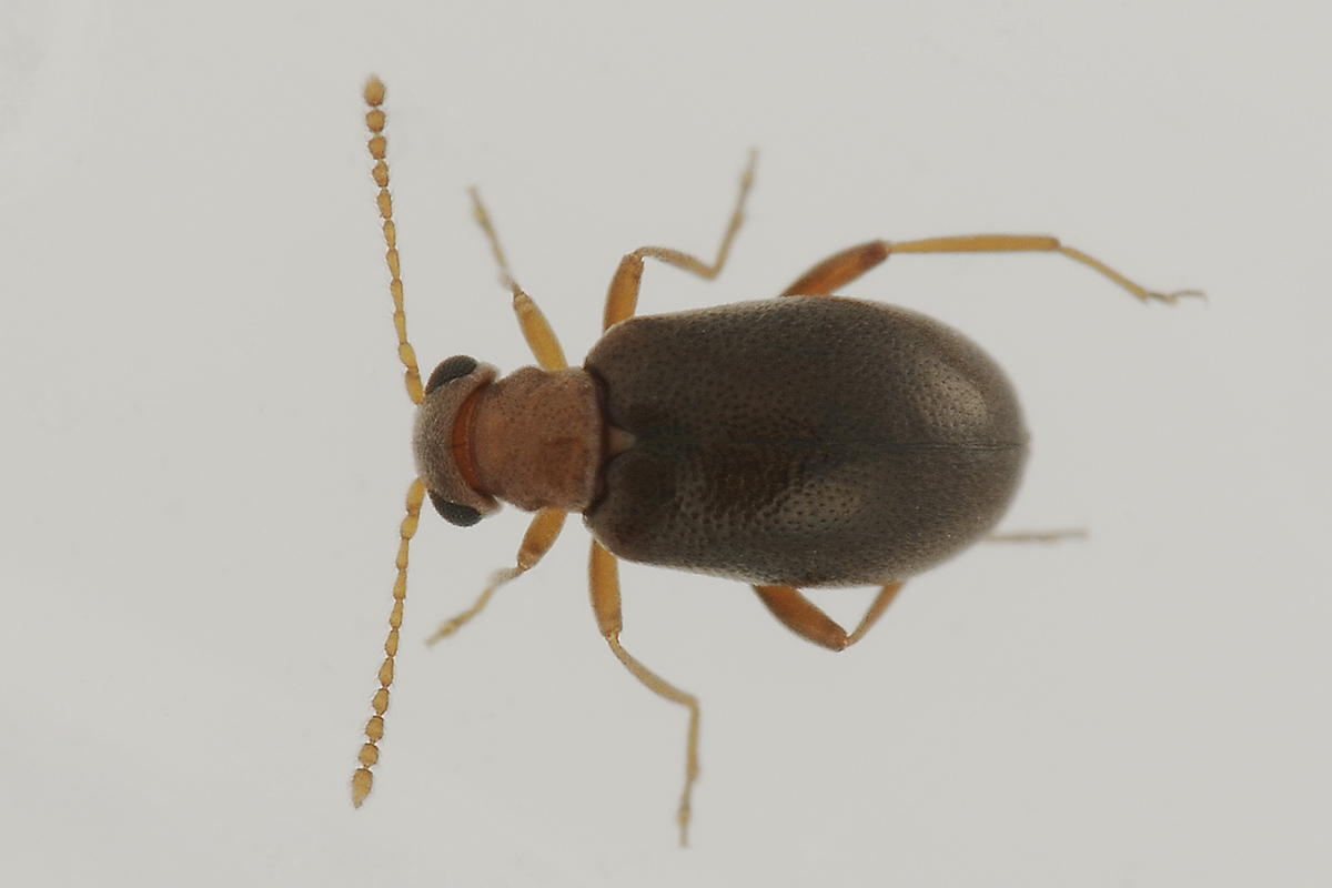 Aderidae:  Otolelus (aut Vanonus) pruinosus e Ototelus sp.